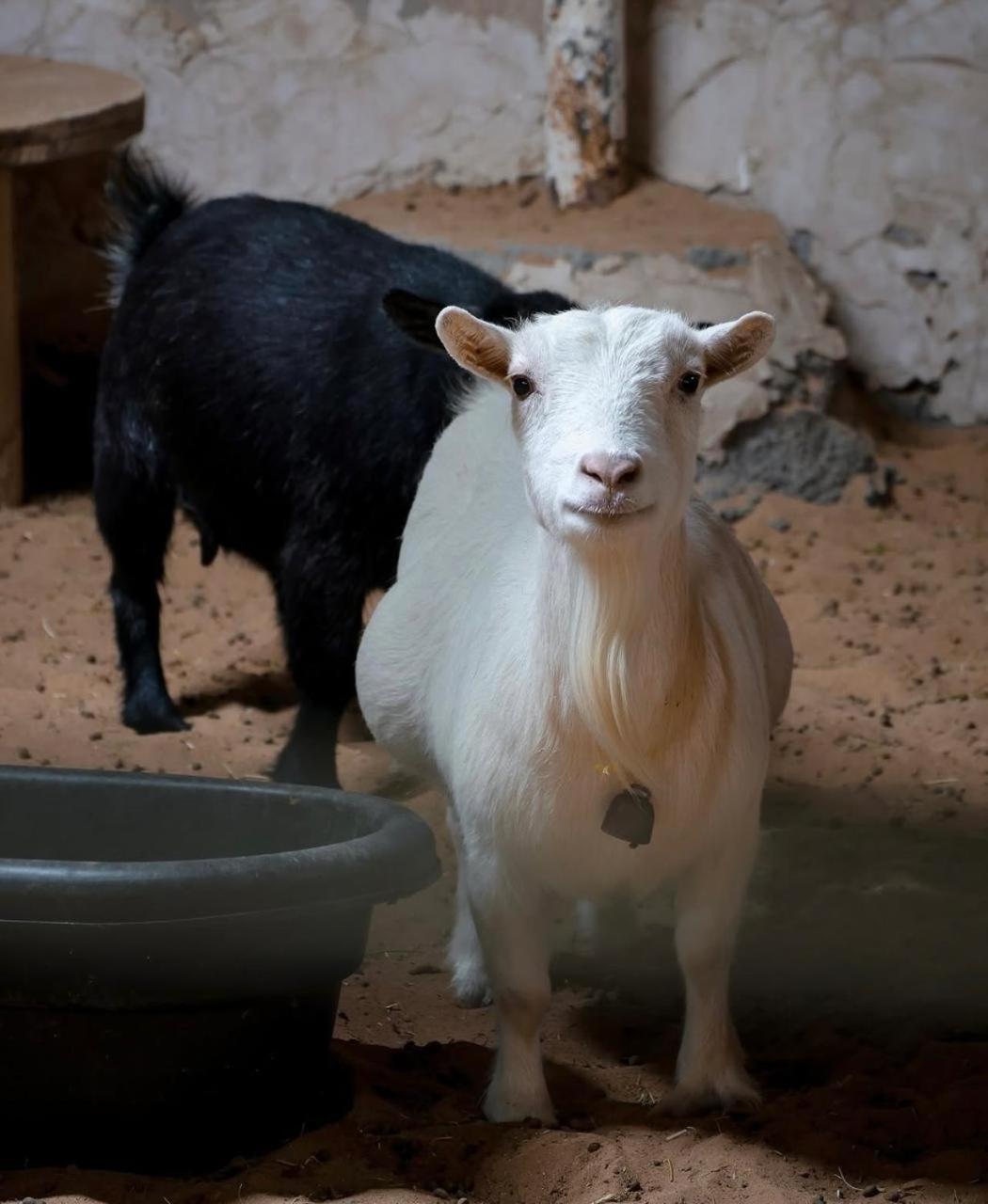 Hospedagem domiciliar La Luxury Farm *